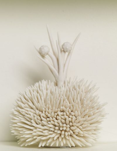 Lorna Fraser, Forth Flora/A Study in Porcelain