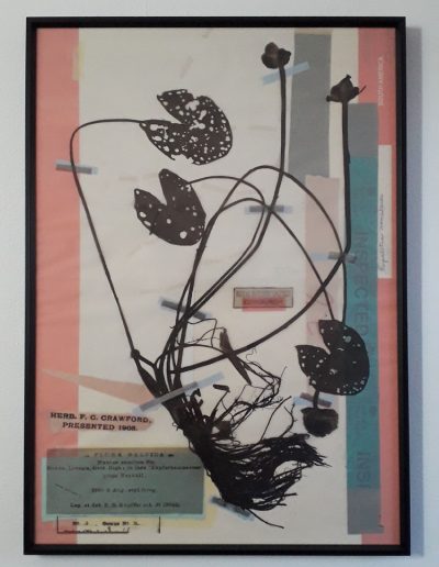 Lorna Fraser, Nuphar pumilum, Framed, Mixed Media, 60 x 43cm