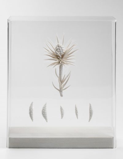 Lorna Fraser, Spirit Collection, H28 x W24 x D9cm. Photo Shannon Tofts